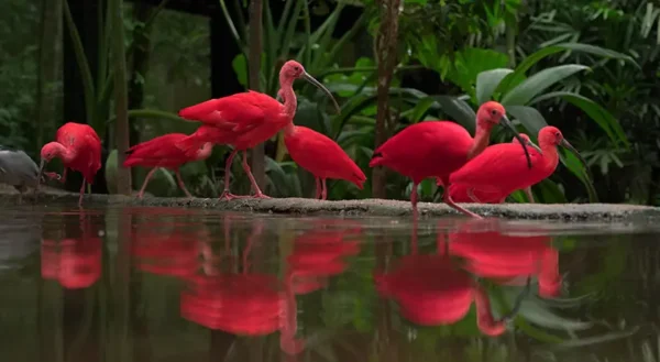 PARQUE DAS AVES  - TRANSPORTE + INGRESSO + GUIA INCLUSO - Imagem 2