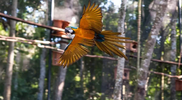 PARQUE DAS AVES  - TRANSPORTE + INGRESSO + GUIA INCLUSO - Imagem 3